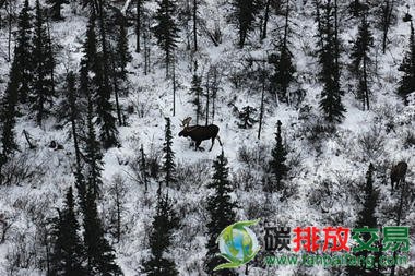 加拿大丘吉尔白雪皑皑的寒带森林