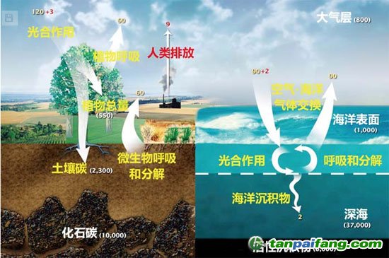 从碳在地球上的循环过程来看，森林、土壤、海洋均具备大储量的碳汇能力。图中数据的单位为10亿吨/年。来源：NASA网站
