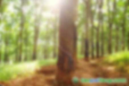 热科院专家评估橡胶林碳汇功能 海南橡胶林一年吸碳几何？171万吨-180万吨！