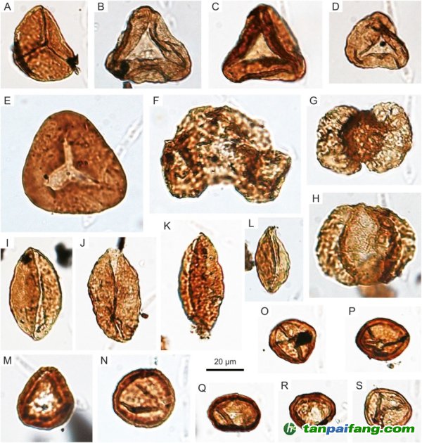 南京古生物所等揭示华南三叠纪-侏罗纪之交植被与气候变化