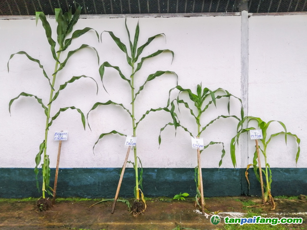 从左到右，玉米含：生物炭+肥料、仅生物炭、仅肥料对照|图片来源：NetZero 官网