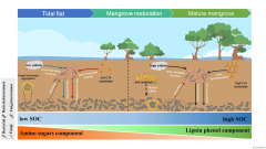 研究揭示红树林恢复过程中土壤有机碳来源