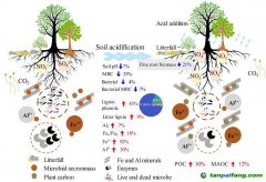 新研究揭示酸化森林土壤有机碳累积机制