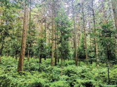 从扩绿到提质，湖南绿色家底愈加丰厚