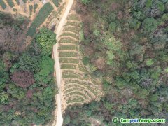 万吨碳汇全额成交 广东环保集团打造林业碳汇惠民样板